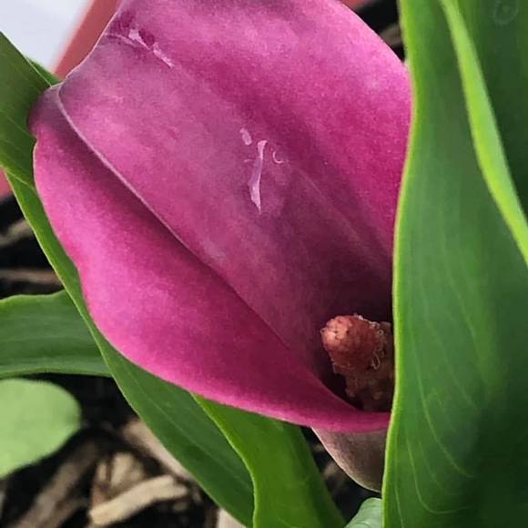 Meet your Posher, Nadia - Picture 1 of 1